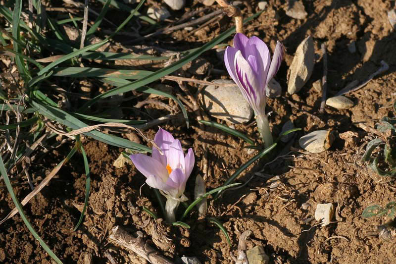 Crocus versicolor Ker-Gawl./Zafferano della Riviera